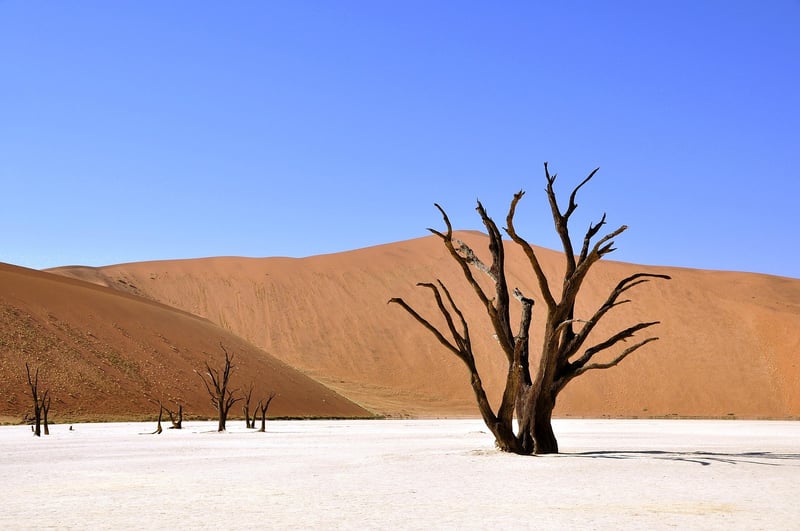 Desert Survival